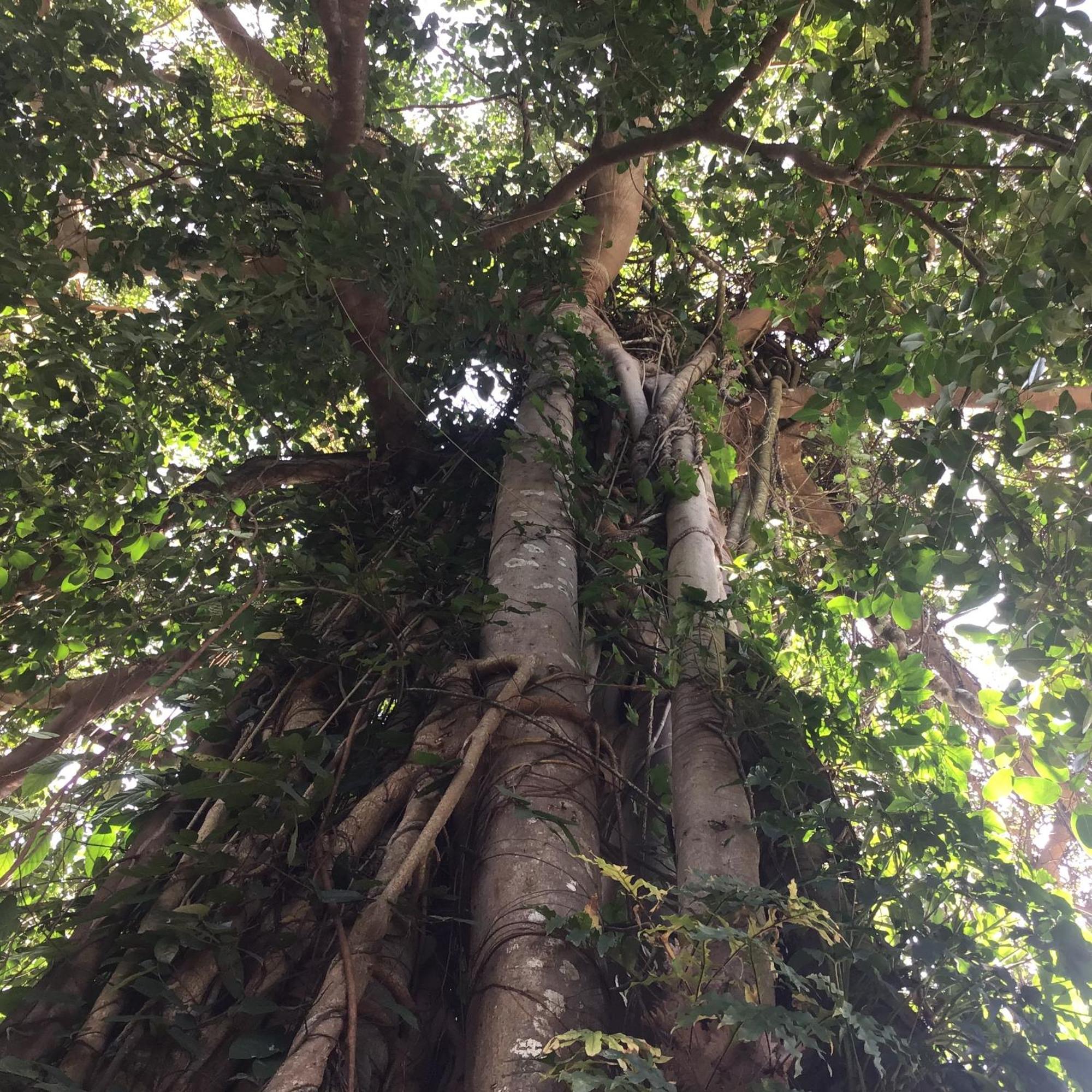 Hotel Grand Tree Koh Chang Zewnętrze zdjęcie