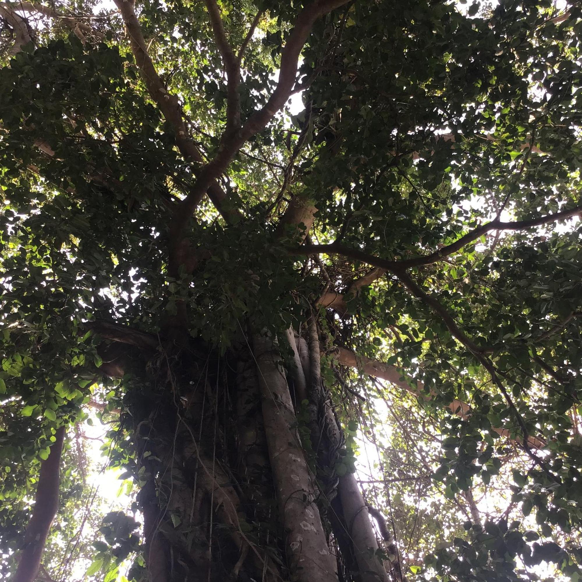 Hotel Grand Tree Koh Chang Zewnętrze zdjęcie